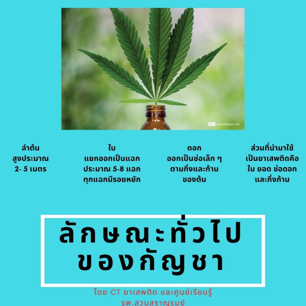 กัญชา